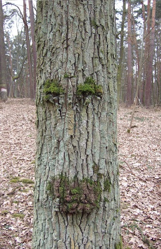 Baum.jpg