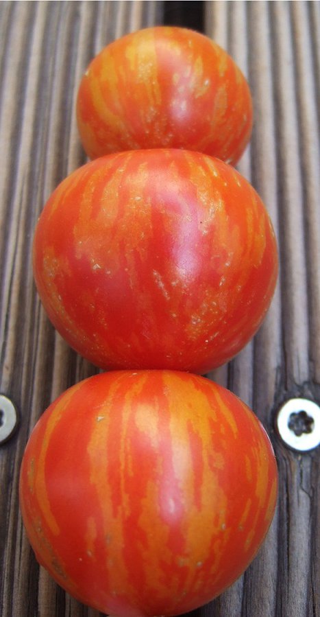 gestreifte Tomaten (5).JPG